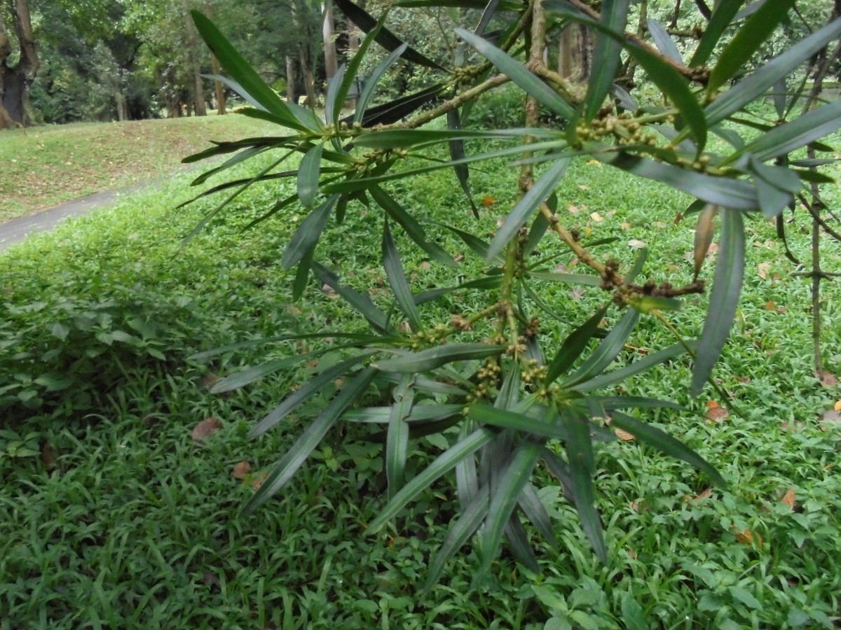 Podocarpus elatus R.Br. ex Endl.